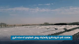 هلمند کې کروندګرو پلاسټیک پوښ کښتونو ته مخه کړې