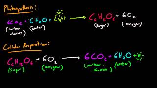 Biology Lecture - 31 - Photosynthesis and Cellular Respiration