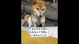 チノが心配でたまらないモカ母#柴犬#柴犬親子 #親子愛