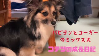 【パピヨンとコーギーのミックス犬】少し怒る愛犬コテツの姿　A little angry dog Kotetsu