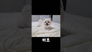 0.1초의 망설임도 없이 개인기 시키면 바로 하는 강아지 포메라니안 하포ㅋㅋ (Dog personal talent)#shorts#cute#포메#강아지개인기#귀여운강아지#곰돌이