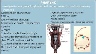 Загальний огляд органів травної системи