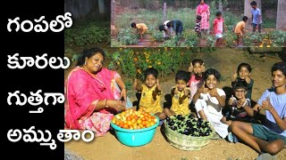 Organic vegetables harvesting/ kitchen garden/ Hyderabad kitchen garden వంకాయలు, టమాటాలు