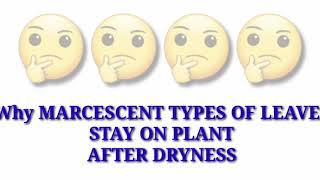 காய்ந்த பிறகும் இலைகள் ஏன் உதிர்வதில்லைWHY MARCESCENT TYPES OF LEAVES STAY ON PLANT AFTER DRYNESS