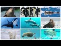 1歳6ヶ月、指差し練習〜海の動物編〜