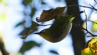 メジロの群れ　行徳野鳥公園