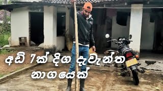 Rescuing a 7 feet long cobra | අඩි 7ක් දිග දැවැන්ත නාගයෙකු ආරක්ෂාකාරී ලෙස මුදවාගැනීම 🐍