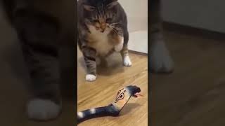 Cats reactions to snakes toy 😂 #shorts