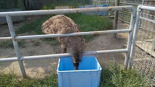 【ASMR】エミューさんエサを食べる咀嚼音（天王寺動物園）[ASMR] Chewing sound that Emu eats food (Tennoji Zoo)