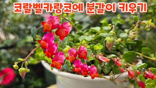 #코랄벨카랑코에 #분갈이 #키우기