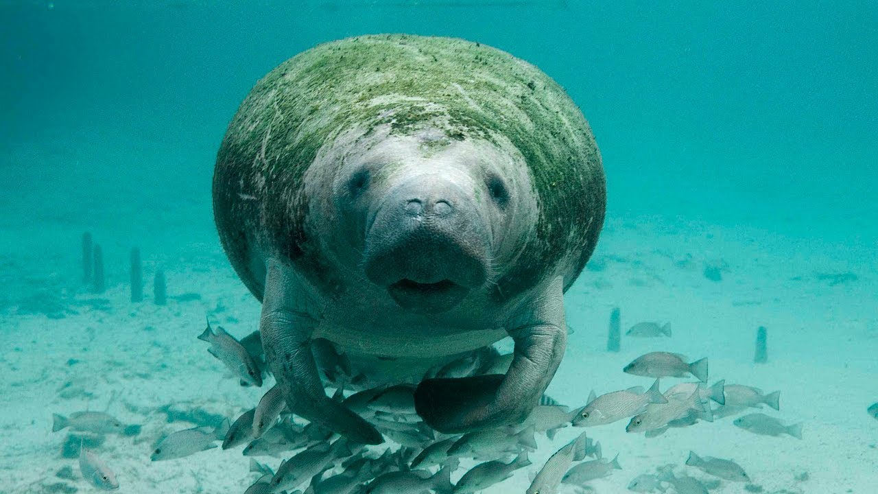 10 Amazing Facts About Manatees Youtube
