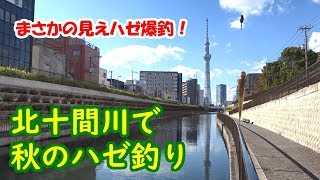 北十間川で秋のハゼ釣り【まさかの見えハゼ爆釣！】