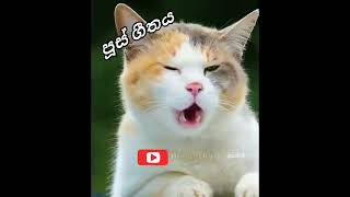 බලු පූස් සිංදුව cats and dog song හිනා කාල නෑ මැරෙනව