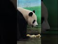 圓寶吃筍好開心 happy panda shorts 圆宝 yuanbao