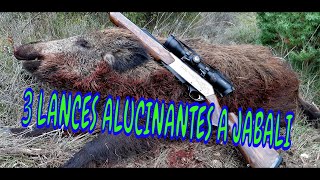 BATIDAS DE JABALI 2020 ( 💥 3 LANCES ALUCINANTES A JABALI  💥  )WILD BOAR HUNTING