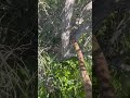 coachwhip shows off his *awesome tree climbing skills* masticophis herping snake