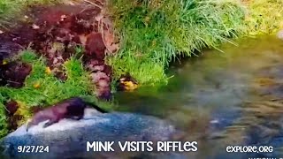 Mink Visits Riffles ▪︎ Katmai Brown Bears ▪︎ 9/27/24 ▪︎ Explore.org