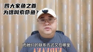 四大家鱼之首的青鱼，为啥又叫索命鱼？#神奇动物在抖音~说说人与动物之间的个人脱口秀