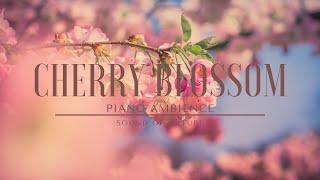 SPRING AMBIENCE WITH RELAXING PIANO MUSIC AND CHERRY BLOSSOMS | FOR STUDY AND SLEEP | 雰囲気  桜