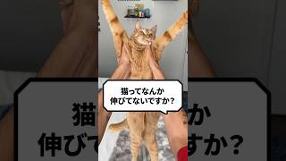 Q：猫ってなんか伸びてない？ #猫 #猫動画 #ねこ