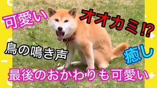 柴犬コロ 可愛いオオカミ⁉︎😂 怖おもしろ癒しかわいい動画🐕🦜 #柴犬コロ #怖い #癒し #かわいい #おもしろ #ペット #こわい #面白い #可愛い #オオカミ #shibainu ￼#dog