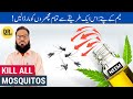 Neem Ke Patte Ke Fayde - Machar Bhagane Ka Tarika - Neem Benefits: Kill All Mosquitos - Urdu/Hindi