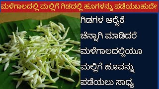 ಮಳೆಗಾಲದಲ್ಲಿ ಮಲ್ಲಿಗೆ ಗಿಡದಲ್ಲಿ ಹೂವುಗಳನ್ನು ಪಡೆಯಬಹುದೆ / ಗಿಡದ ಆರೈಕೆ ಚೆನ್ನಾಗಿ ಮಾಡಿದರೆ ಹೂ ಪಡೆಯಲು ಸಾಧ್ಯ