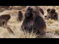 Animals of Africa 4K - Scenic Relaxation Film With Calming Music
