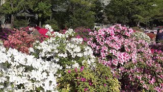 【4K】根津神社のつつじ（3）満開のつつじに多くの人出（2021年4月10日）