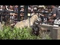 2011年7月28日　旭山動物園　シンリンオオカミ２