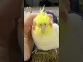 Adorable Cockatiel Cute Cuddles 😍 #cockatielscraze