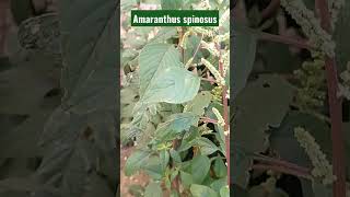 Amaranthus spinosus, Amaranthaceae, Mullatotakura