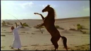 Arabian Desert - Horse Lover Gifts, Videos of Horses