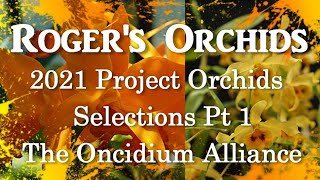 2021 Project Orchids - Selections Pt 1 The Oncidium Alliance