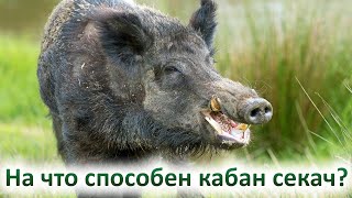 На что способен кабан секач и почему охотники его боятся?