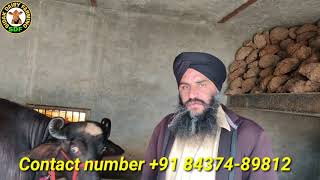 Three Buffaloes for sale, 3 ਮੱਝਾਂ ਵਿਕਾਊ ਪਿੰਡ ਬੋਪਾਰਾਏ ਕਲਾਂ 7 November 2020