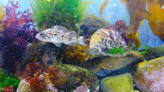 【はこだて海の教室～海と日本プロジェクト～】 函館朝市ミニ水族館に遊びにきてね！