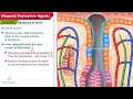 mucosal protective agents sucralfate u0026 bismuth compounds