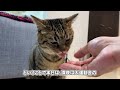 「遊べっ！！」とブチ切れる猫