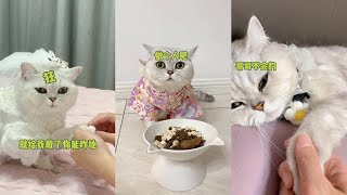 【喵才是灯泡】小猫咪 让你看看什么叫做惊喜 #绿茶猫