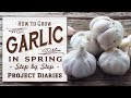 ★ How to Grow Garlic in the Spring (Quick & Easy Tip for all year round Gardening)