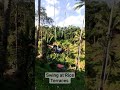 swing at rice terrace ubud bali indonesia trending bali ubud placetovisitinubudbali tegalalang