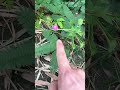 植物你的家乡有这种植物吗 农村生活 野生植物 三农 @@dou 小助手