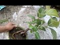 pruning banyan mini bonsai bot bonsai ficus benghalensis bonsai...