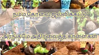 அரங்கமே அதிரவைத்த காளைகள் | நம்ம கோவை ஜல்லிக்கட்டு