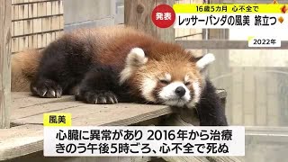 鹿児島・平川動物公園の人気者　レッサーパンダの風美　１６歳５カ月で天国へ　 (23/12/15 17:10)