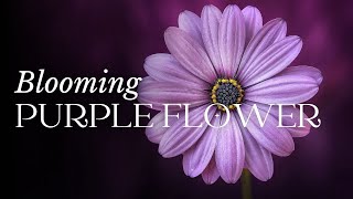 Blooming Purple Flower - The Garden of Bob