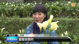 【2016.03.20】春意盎然賞花趣 竹子湖海芋季登場 -udn tv