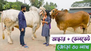 সারা এ্যাগ্রো ফার্মে বাংলাদেশের সবচেয়ে ভারী শাহীওয়াল | অস্কার | ভেলভেট | Sara Agro Farm | কৃষিকথা