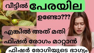 219 | ഫിഷർ വേദന മുറിവ് മാറ്റാം.. വീടിന് മുന്നിലെ പേരയിലകൊണ്ട്.